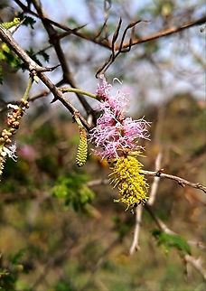 Sickle Bush ashy babool Common name: Sickle Bush ashy babool
Hindi: खेरी kheri
Marathi: दुरंगी बाभूळ
Botanical name: Dichrostachys cinerea
Family: Mimosaceae (Touch-me-not family)

Sickle bush is a beautiful, small Mimosa-related tree. It has bipinnate leaves. It blooms with beautiful bottle-brush like flower heads which are half pink and half yellow. The rear pink part fades to white with time. The buds look like beautiful pink and yellow mulberry fruits. The fruit-pod is narrowly oblong, variously curved or coiled.
 Dichrostachys Cineria,Dichrostachys cinerea