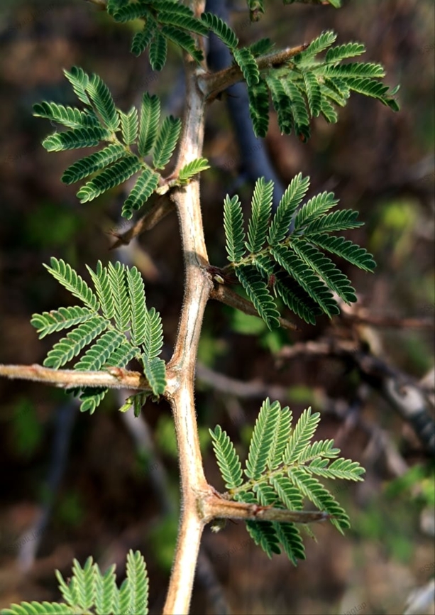 Sickle Bush ashy babool Common name: Sickle Bush ashy babool<br />
Hindi: खेरी kheri<br />
Marathi: दुरंगी बाभूळ<br />
Botanical name: Dichrostachys cinerea<br />
Family: Mimosaceae (Touch-me-not family)<br />
<br />
Sickle bush is a beautiful, small Mimosa-related tree. It has bipinnate leaves. It blooms with beautiful bottle-brush like flower heads which are half pink and half yellow. The rear pink part fades to white with time. The buds look like beautiful pink and yellow mulberry fruits. The fruit-pod is narrowly oblong, variously curved or coiled.<br />
<br />
 Dichrostachys Cineria,Dichrostachys cinerea