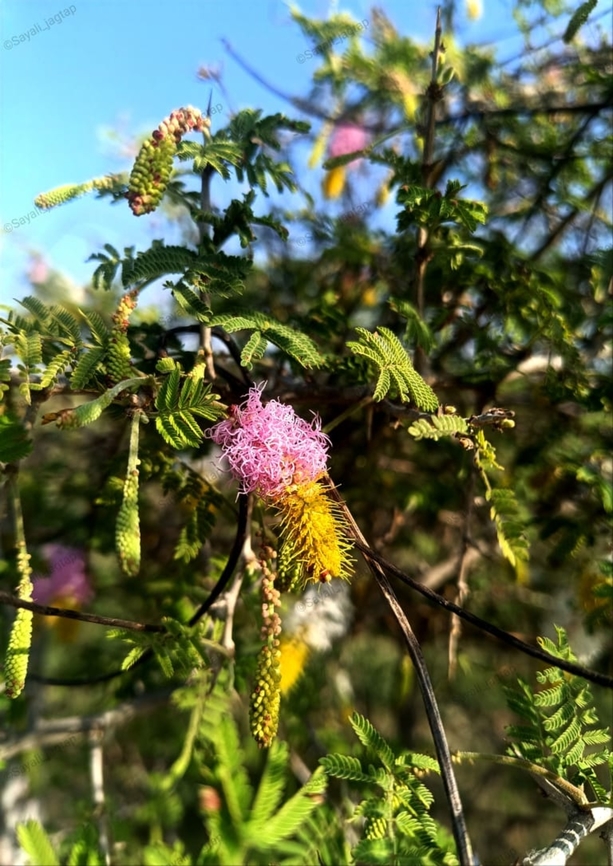Sickle Bush ashy babool Common name: Sickle Bush ashy babool<br />
Hindi: खेरी kheri<br />
Marathi: दुरंगी बाभूळ<br />
Botanical name: Dichrostachys cinerea<br />
Family: Mimosaceae (Touch-me-not family)<br />
<br />
Sickle bush is a beautiful, small Mimosa-related tree. It has bipinnate leaves. It blooms with beautiful bottle-brush like flower heads which are half pink and half yellow. The rear pink part fades to white with time. The buds look like beautiful pink and yellow mulberry fruits. The fruit-pod is narrowly oblong, variously curved or coiled.<br />
<br />
 Dichrostachys Cineria,Dichrostachys cinerea