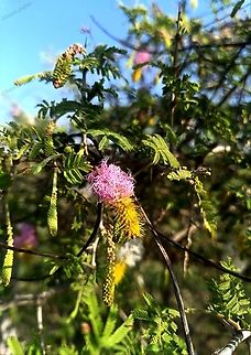 Sickle Bush ashy babool Common name: Sickle Bush ashy babool
Hindi: खेरी kheri
Marathi: दुरंगी बाभूळ
Botanical name: Dichrostachys cinerea
Family: Mimosaceae (Touch-me-not family)

Sickle bush is a beautiful, small Mimosa-related tree. It has bipinnate leaves. It blooms with beautiful bottle-brush like flower heads which are half pink and half yellow. The rear pink part fades to white with time. The buds look like beautiful pink and yellow mulberry fruits. The fruit-pod is narrowly oblong, variously curved or coiled.

 Dichrostachys Cineria,Dichrostachys cinerea