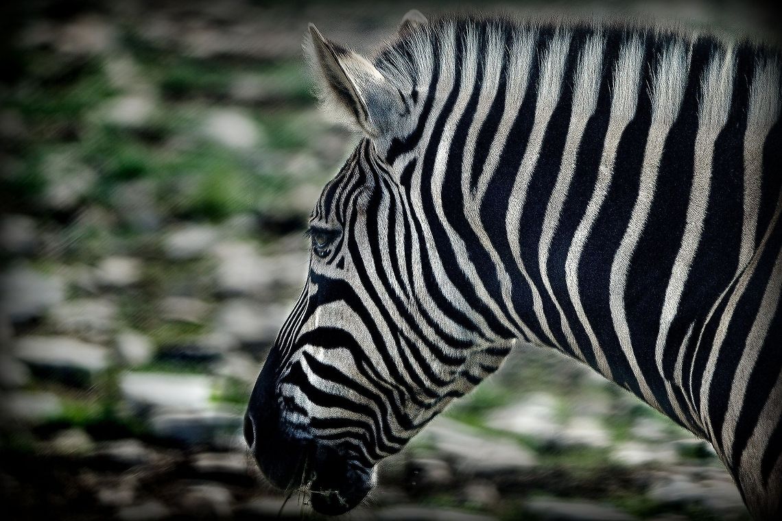 Zebra  Equus quagga,Plains zebra
