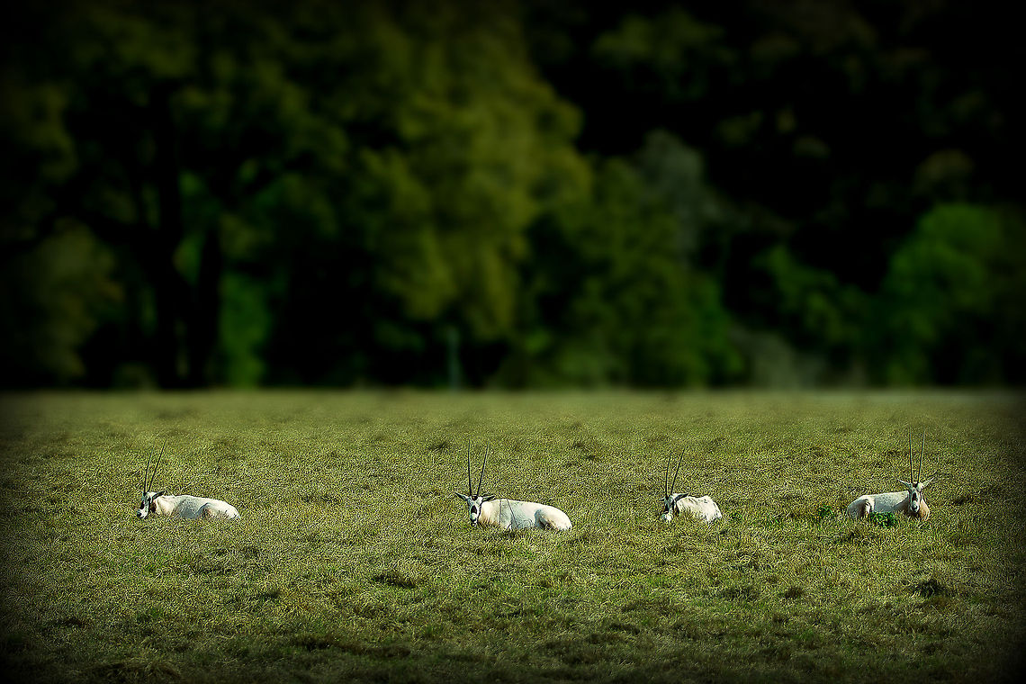 Sun bathing  Arabian oryx,Oryx leucoryx