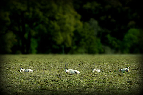 Sun bathing  Arabian oryx,Oryx leucoryx