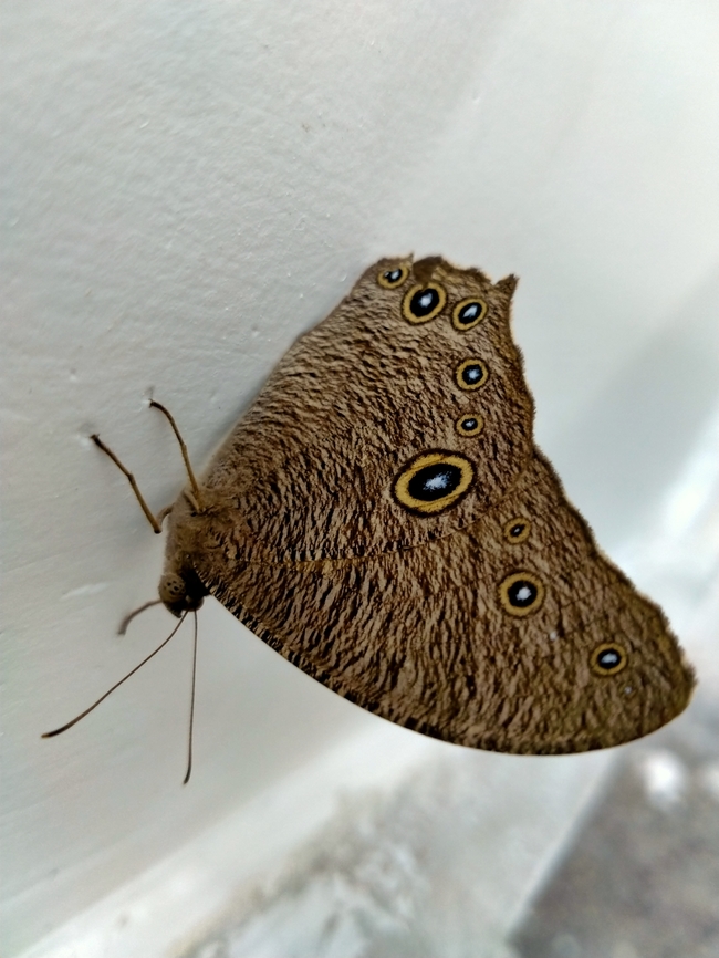 IMG20241002095623 Butterfly beautiful butterfly winged insect Insect Eggs butterfly