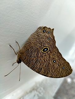 IMG20241002095623 Butterfly beautiful butterfly winged insect Insect Eggs butterfly