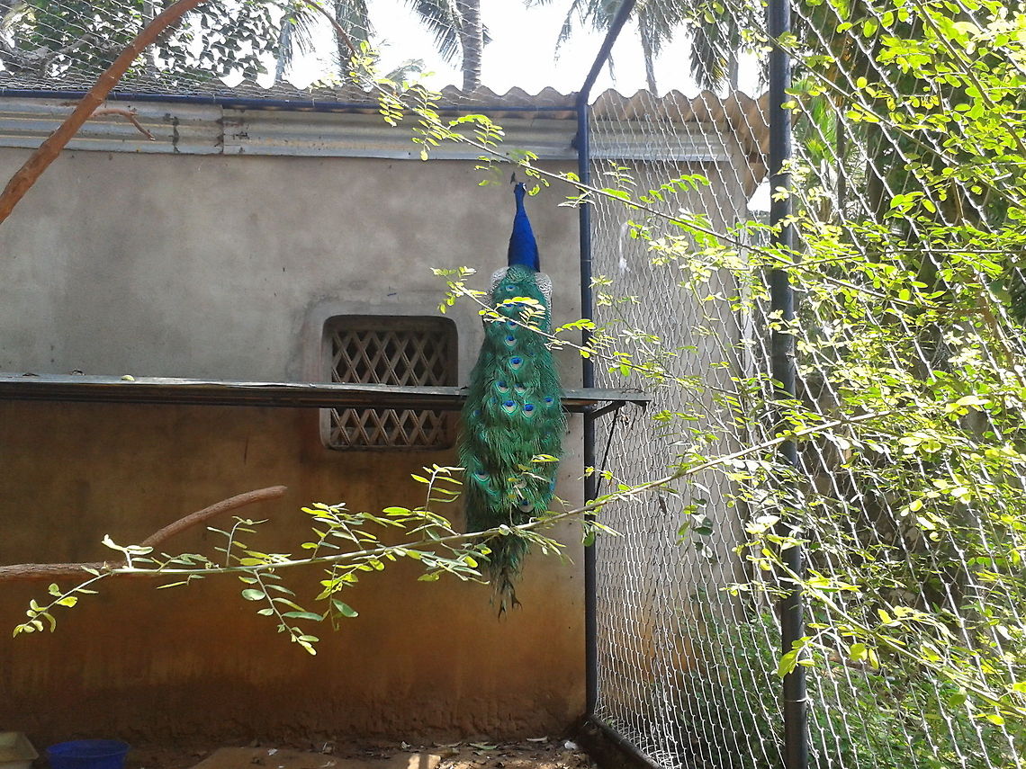 India's national bird its nice to watch peacock dancing..in the raiins..:-);-) Indian Peafowl,Pavo cristatus