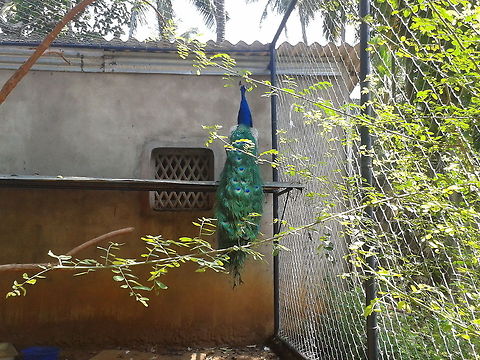 India's national bird its nice to watch peacock dancing..in the raiins..:-);-) Indian Peafowl,Pavo cristatus