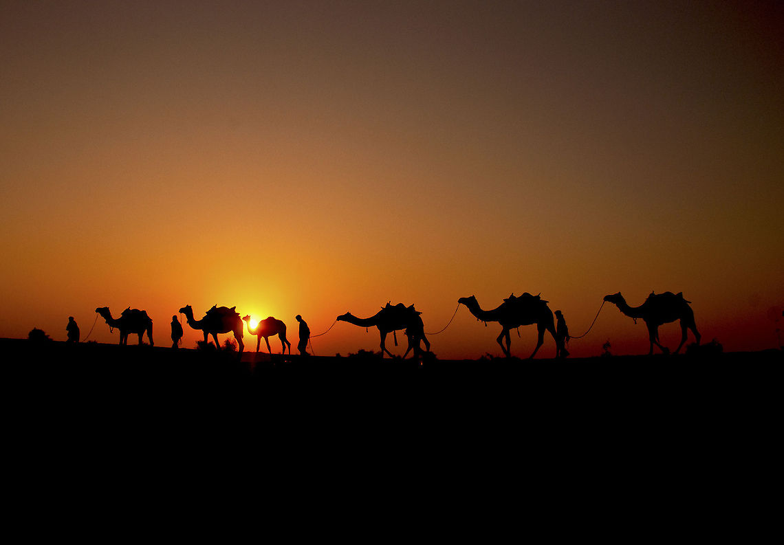 Camels March in a dessert  Camelus dromedarius,Dromedary camel
