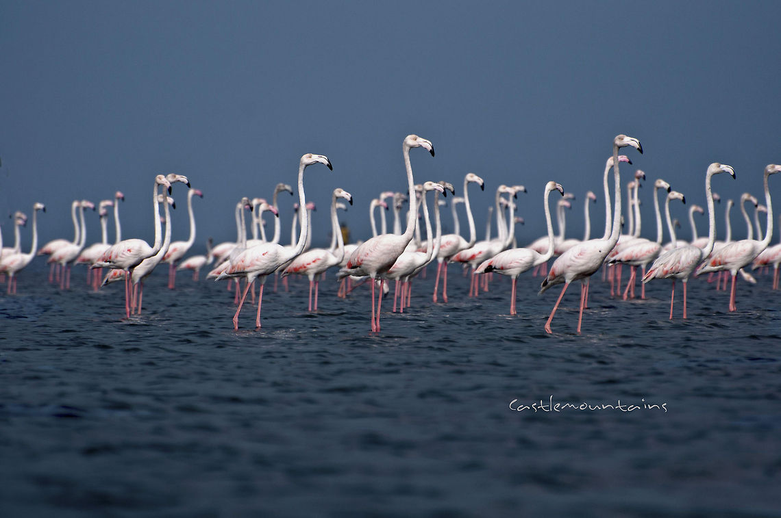 Flamingoes Parade  Greater Flamingo,Phoenicopterus roseus