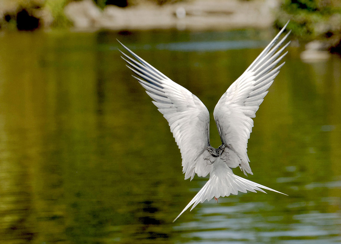 River tern  River Tern,Sterna aurantia