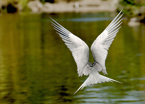 River tern  River Tern,Sterna aurantia