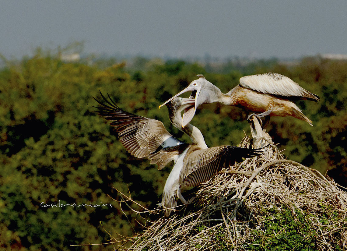 Pelican feeding  Pelecanus philippensis,Spot-billed Pelican