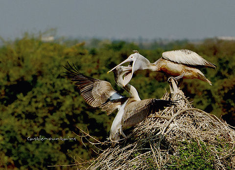 Pelican feeding  Pelecanus philippensis,Spot-billed Pelican