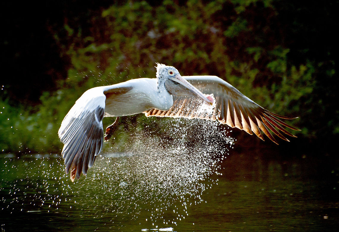 Pelican flight  Pelecanus philippensis,Spot-billed Pelican