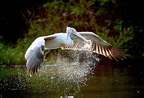 Pelican flight  Pelecanus philippensis,Spot-billed Pelican