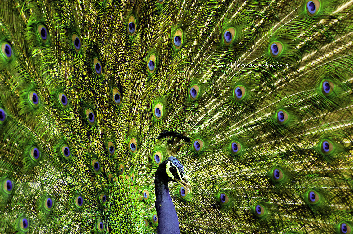 peacock_dance  Indian Peafowl,Pavo cristatus