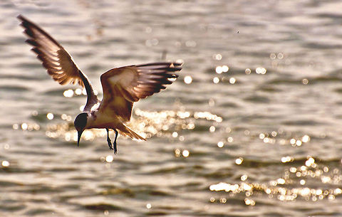 River tern  River Tern,Sterna aurantia