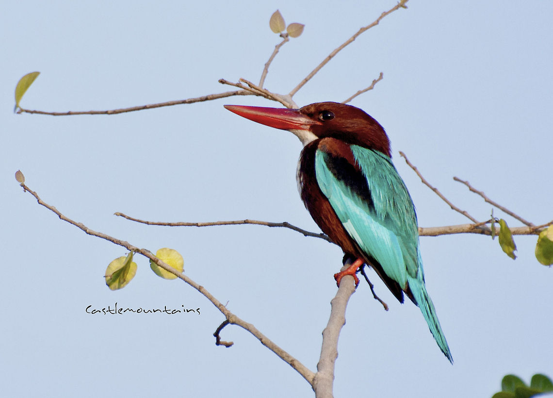 white throated king fisher  Halcyon smyrnensis,White-throated Kingfisher