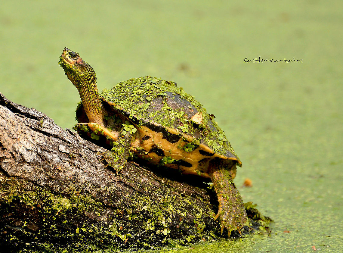 Tortise