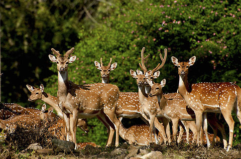 Deers  Dama dama,Fallow Deer