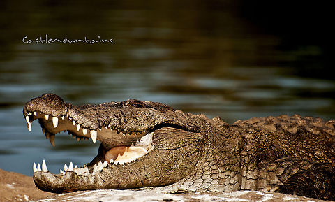 crocodile  Crocodylus niloticus,Nile crocodile