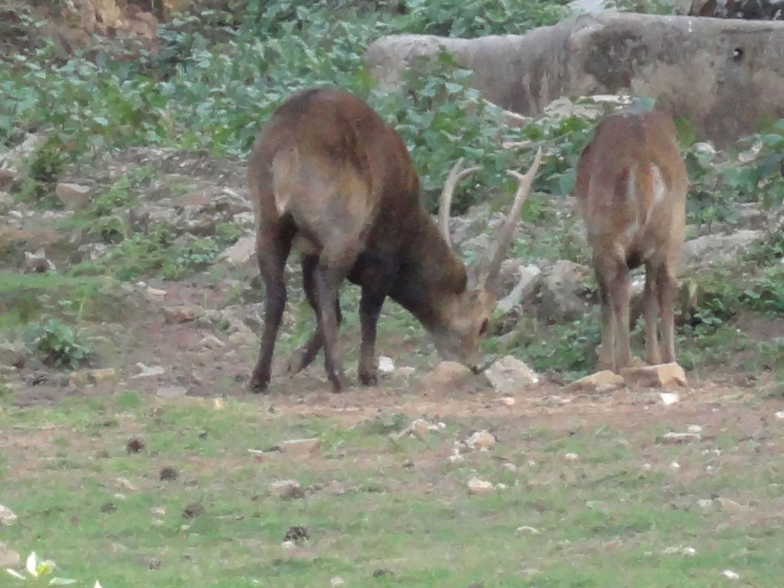 DSC02211  Bhutan,Geotagged,Rusa unicolor,Sambar
