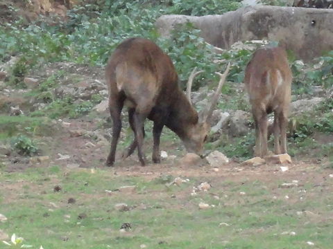 DSC02211  Bhutan,Geotagged,Rusa unicolor,Sambar