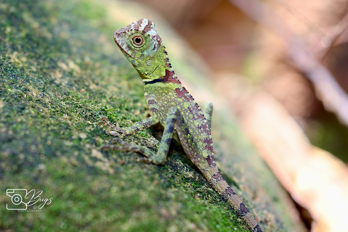 Blue-eyed Anglehead Lizard, Kuching Gonocephalus liogaster Blue-eyed Angle-headed Dragon,Gonocephalus liogaster