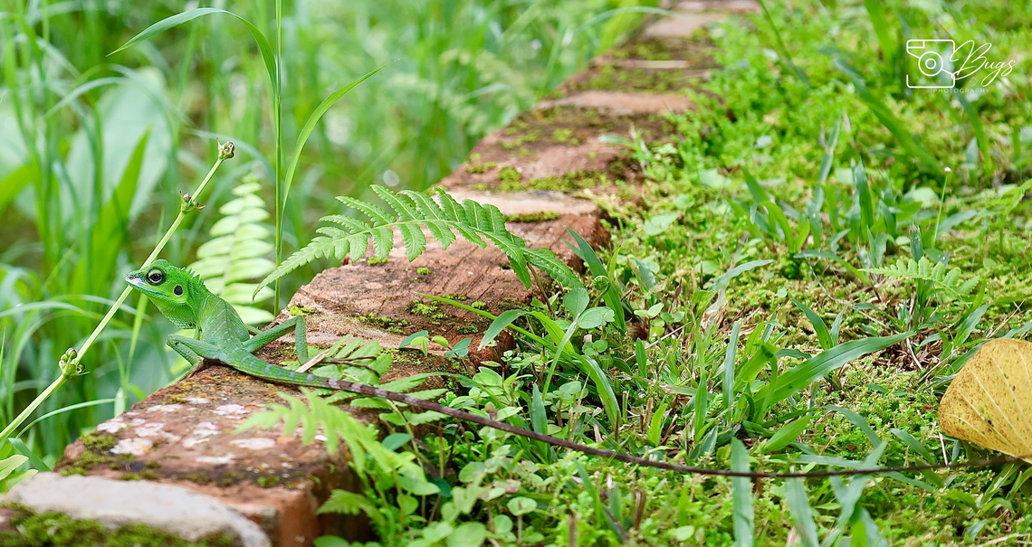Green Crested Lizard, Kuching Bronchocela cristatella Bronchocela cristatella,Green Crested Lizard