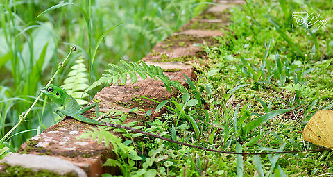 Green Crested Lizard, Kuching Bronchocela cristatella Bronchocela cristatella,Green Crested Lizard