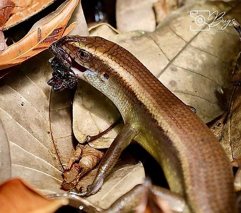 Common Sun Skink, Kuching Eutropis multifasciata Common Sun Skink,Eutropis multifasciata