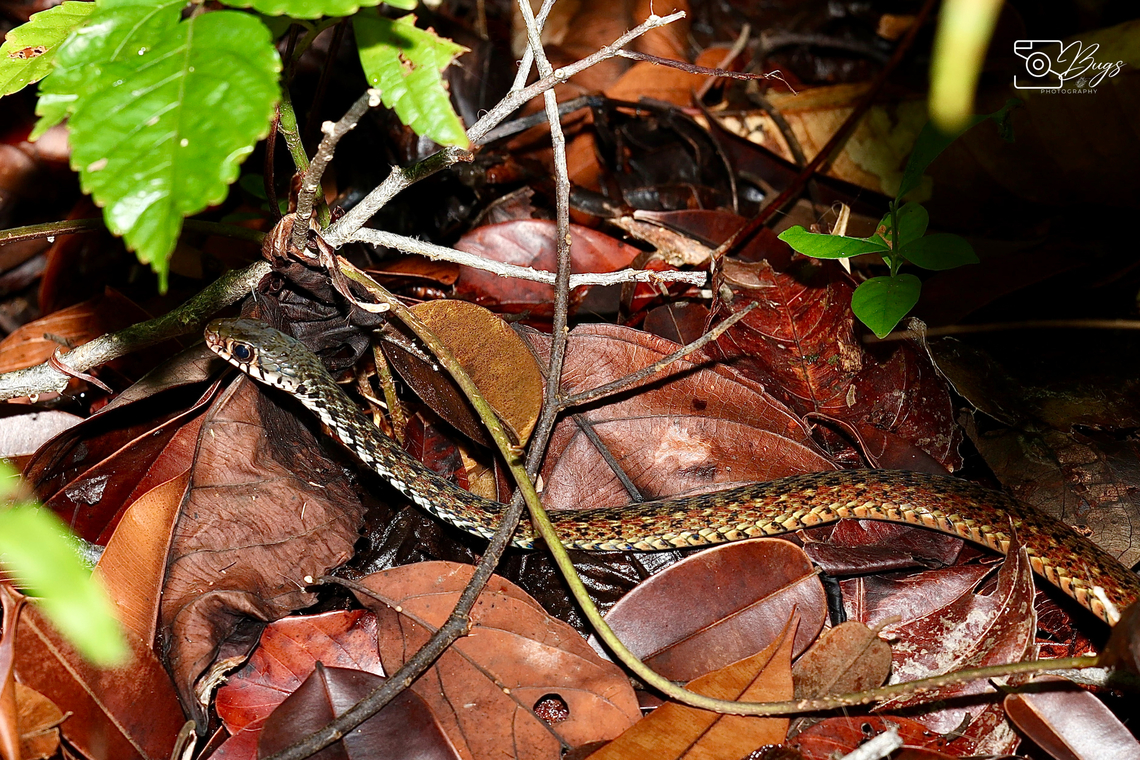 Spotted Keelback Snake, Kuching Xenochrophis maculatus Spotted Keelback,Xenochrophis maculatus