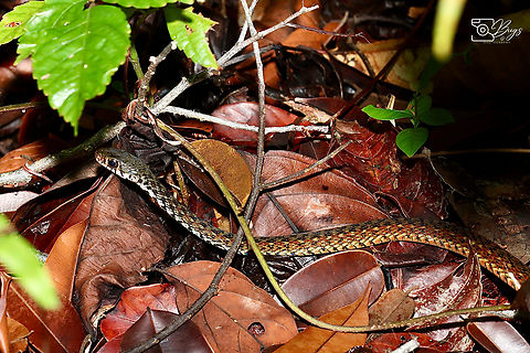 Spotted Keelback Snake, Kuching Xenochrophis maculatus Spotted Keelback,Xenochrophis maculatus