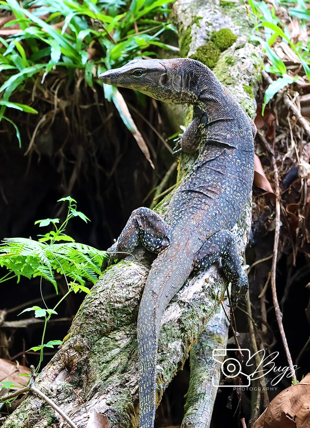Southeast Asian Water Monitor, Kuching Varanus salvator macromaculatus Common Water monitor,Varanus salvator