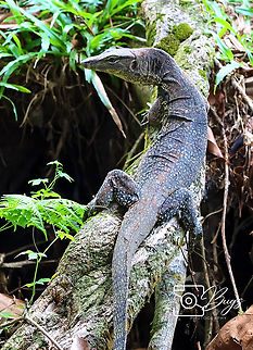 Southeast Asian Water Monitor, Kuching Varanus salvator macromaculatus Common Water monitor,Varanus salvator