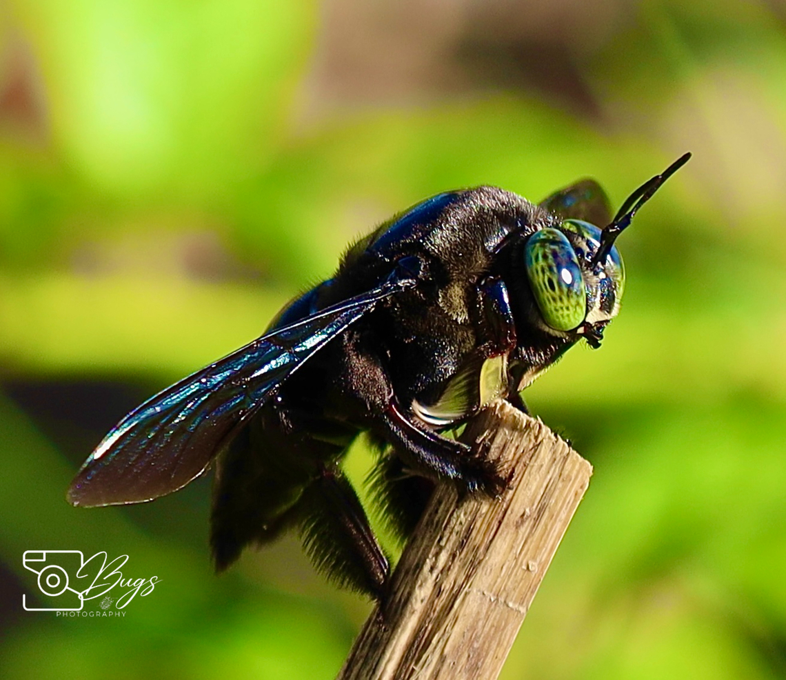 Broad-handed Carpenter Bee, Kuching Xylocopa latipes Tropical carpenter bee,Xylocopa latipes