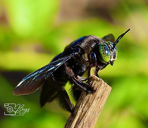 Broad-handed Carpenter Bee, Kuching Xylocopa latipes Tropical carpenter bee,Xylocopa latipes