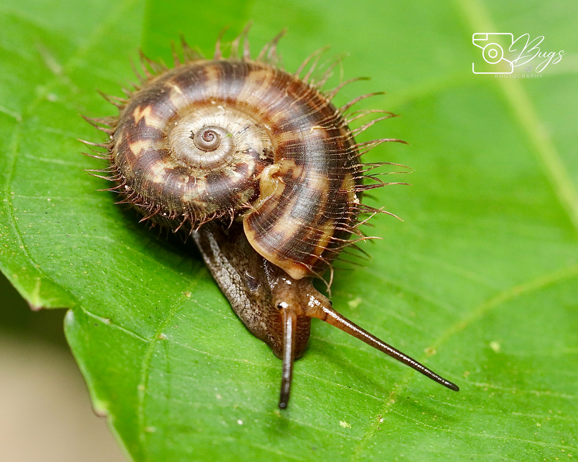 Borneo Land Snail, Kuching Opisthoporus biciliatus Opisthoporus biciliatus