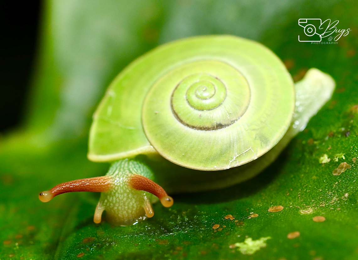 Green Borneo Land Snail, Kuching Rhinocochlis nasuta Rhinocochlis nasuta