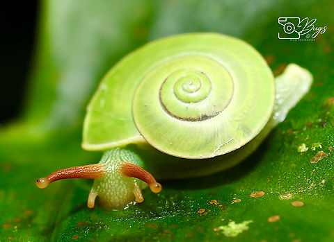 Green Borneo Land Snail, Kuching Rhinocochlis nasuta Rhinocochlis nasuta