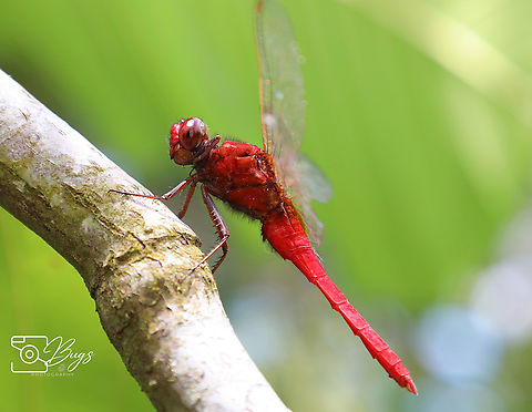 Rufous Marsh Glider, Kuching Rhodothemis rufa Rhodothemis rufa,Spine &ndash; Legged Redbolt