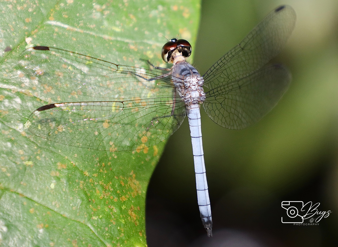 Borneo Skimmer Dragonfly, Kuching Tyriobapta kuekenthali Tyriobapta kuekenthali
