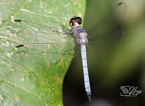 Borneo Skimmer Dragonfly, Kuching Tyriobapta kuekenthali Tyriobapta kuekenthali