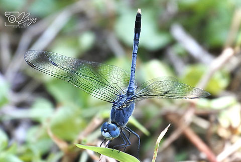 Chalky Percher, Kuching Diplacodes trivialis Chalky Percher,Diplacodes trivialis