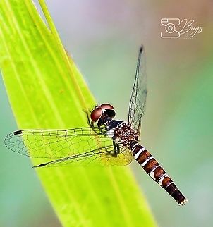 Female Scarlet Pygmy, Kuching Nannophya pygmaea Nannophya pygmaea,Scarlet dwarf