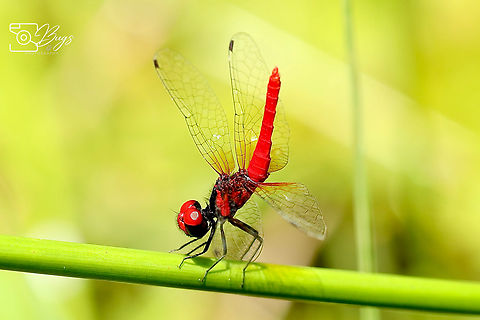 Male Scarlet Pygmy, Kuching Nannophya pygmaea Nannophya pygmaea,Scarlet dwarf