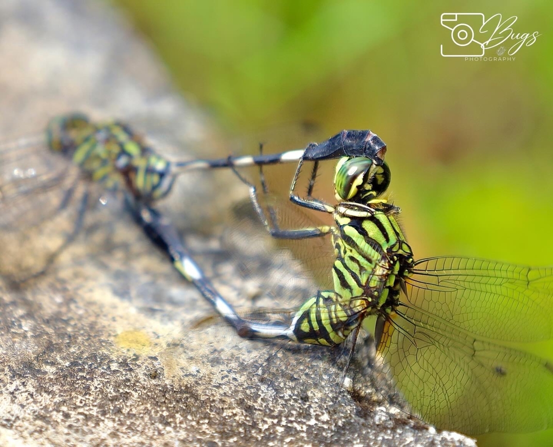 Mating pair Slender Skimmer Dragonfly, Kuching Orthetrum sabina Orthetrum sabina,Slender skimmer