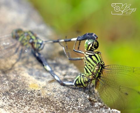 Mating pair Slender Skimmer Dragonfly, Kuching Orthetrum sabina Orthetrum sabina,Slender skimmer