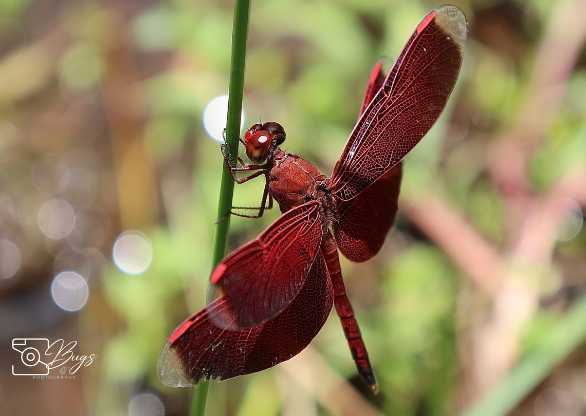 Male Straight-edge Red Parasol Dragonfly, Kuching Neurothemis terminata Indonesian Red-winged Dragonfly,Neurothemis terminata