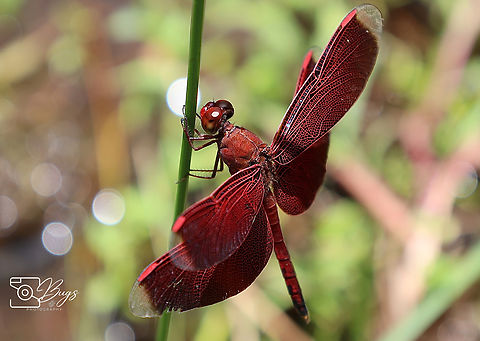 Male Straight-edge Red Parasol Dragonfly, Kuching Neurothemis terminata Indonesian Red-winged Dragonfly,Neurothemis terminata